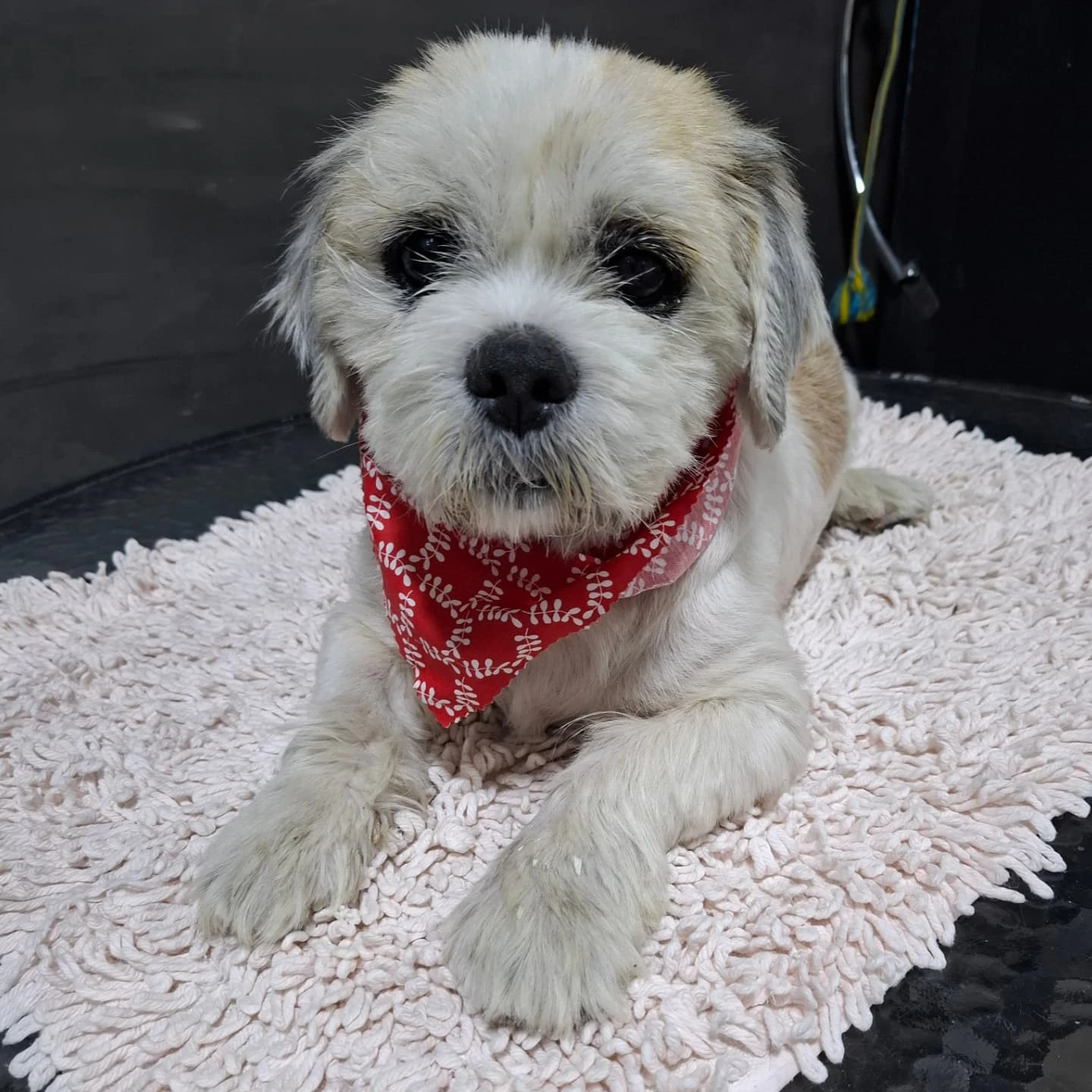Foto do Tobby